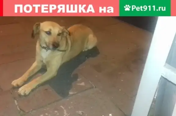 Найдена собака на ул. Конституции в Сочи