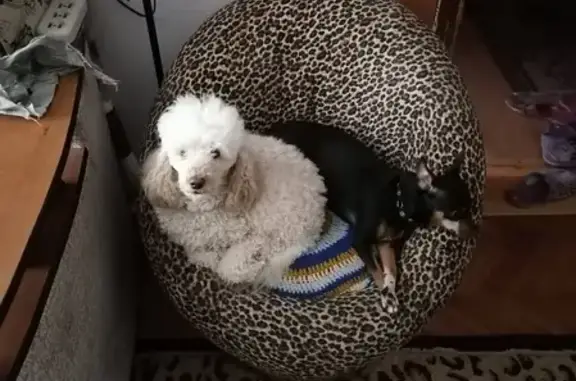 Собаки потеряшки, Нижний Тагил, фото: Потеряшка собака в Нижнем Тагиле, Россия