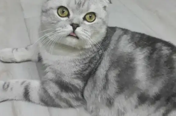 Кошки потеряшки, Бузулук, фото: Потеряшка кот Нолик на ул. Западной