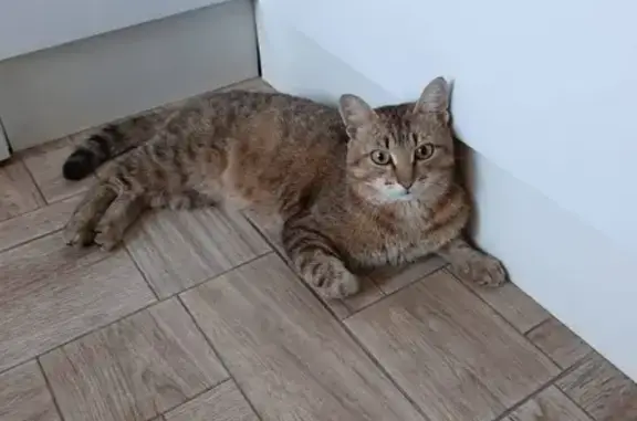 Кошки потеряшки, Ленинградская, фото: Потеряшка кот в районе парка 