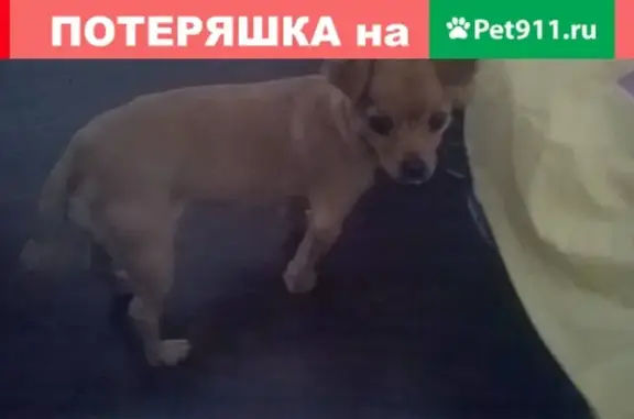 Найдена собака в Оренбурге с кисточкой на хвосте