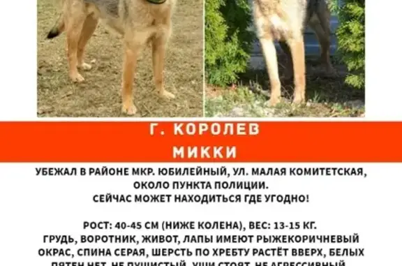 Пропала собака на ул. М.Комитетеская, г. Королёв, мкр. Юбилейный.