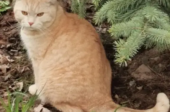 Пропал кот в Домодедово, возраст 7 лет, рыжий окрас