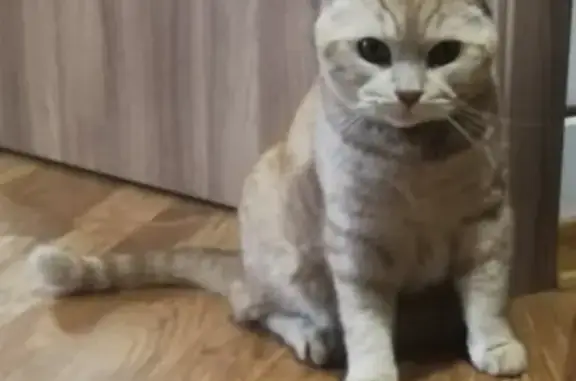 Пропала кошка в коттеджном посёлке Вельяминовский Уезд