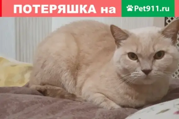 Пропала кошка Гарфилд на Мосфильмовской, 10 июня.