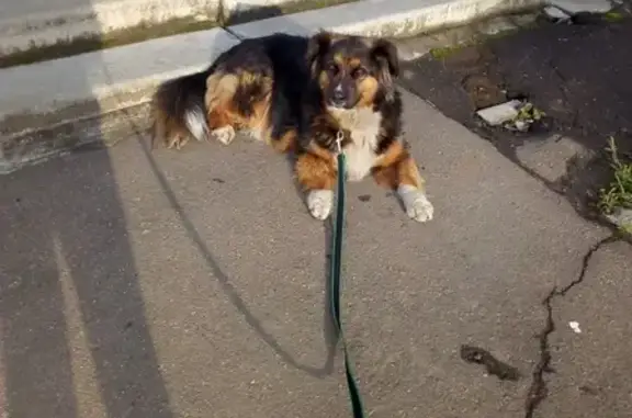 Собака найдена возле ж/д станции Подольск.