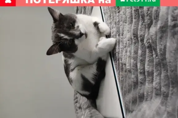 Кошки потеряшки, Ульяновск, фото: Потеряшка кошка Силя на пр. Столыпина, 27