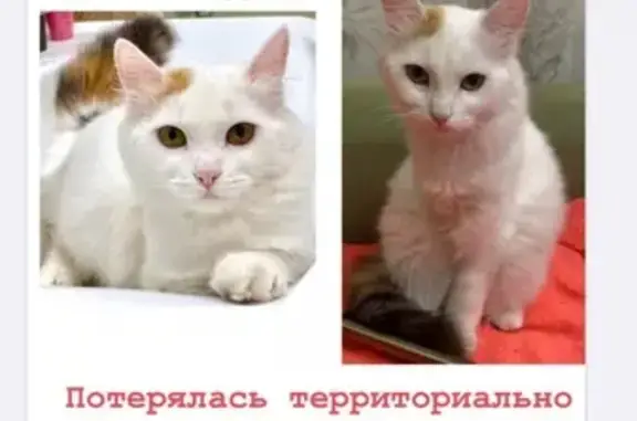 Пропала кошка в Царицыно, потеряна лапка, 09.06.2020