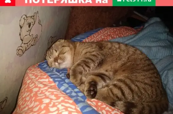 Кошки потеряшки, Колтуши, фото: Потеряшка кошка 