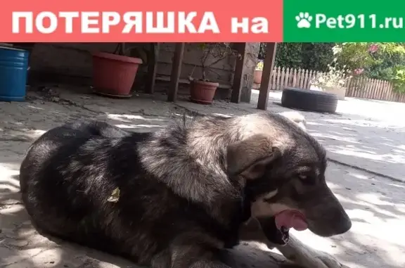 Серый щенок на ул. Красных Партизан, 173
