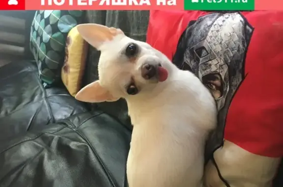 Пропала собака Чихуахуа в СНТ Дружба, Немчиновка, Москва