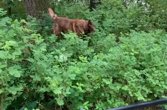 Найдена собака на Дрезденской и Тореза, рыжего окраса, с ошейником СПб
