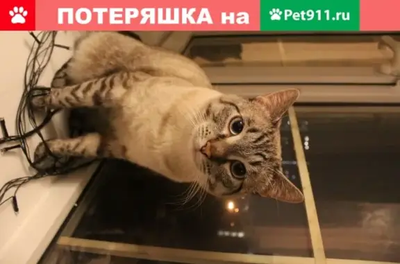 Пропала кошка Маркус, Москва, ул. Барышиха 19