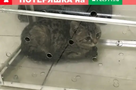 Найдена кошка на Будапештской 48 в СПб