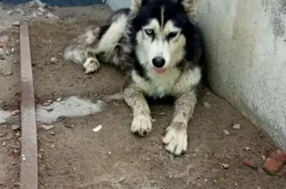 Найденные животные Астрахань, фото: Найден хаски около Магнита на ул. Дзержинского, 48