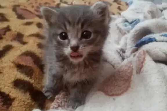 Потерянные животные Саранск, фото: Пропала кошка на Студенческой 6 в Саранске