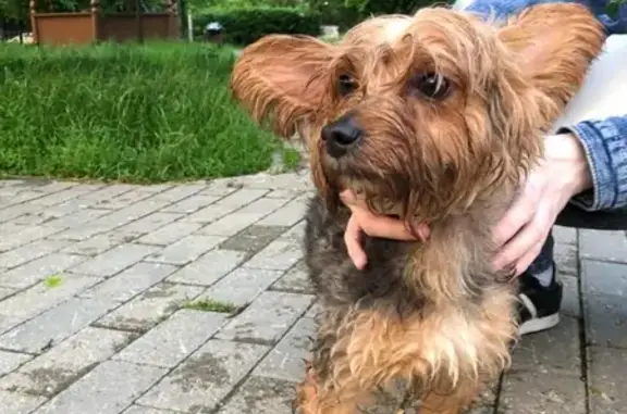 Найдена собака Йорк на улице Артамонова