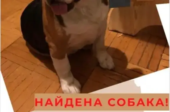 Найдена собака в Коньково, ищем хозяев!