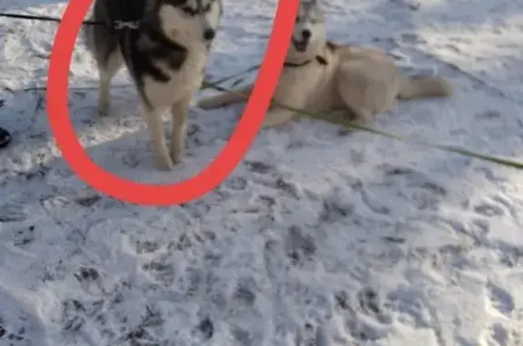 Собаки потеряшки, Санкт-Петербург, фото: Потеряшка собака Лаки, Невский район, СПБ