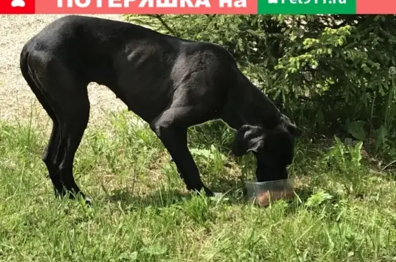Найдена собака в деревне Жиганово, Рузский район, МО