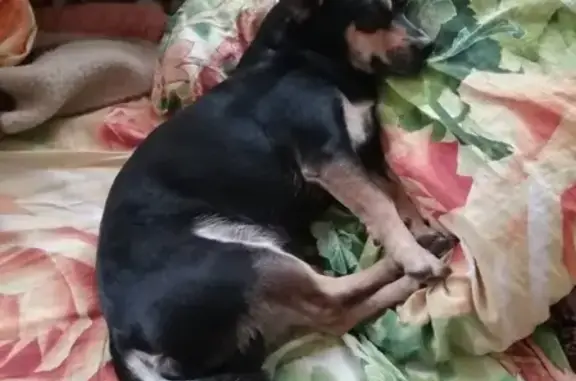 Потерянные животные Канск, фото: Пропала собака на улице Шоссейная в Канске