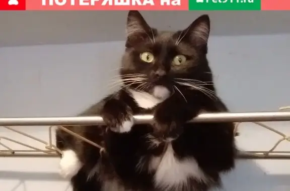 Пропала кошка Муся в Наро-Фоминске
