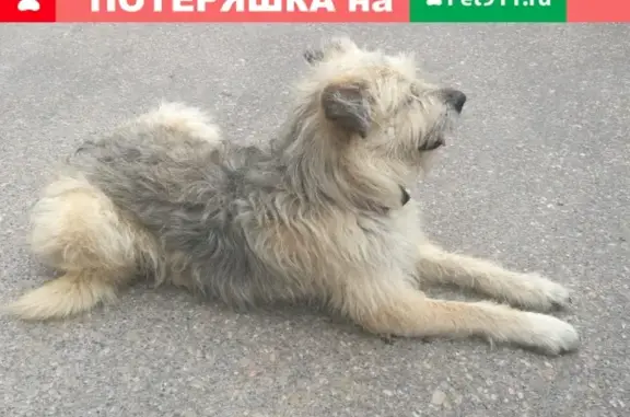 Найден пёс в Камышах, ул. Героев Бреста