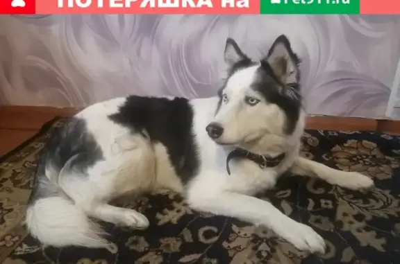 Собака найдена в Барнауле, ВРЗ, возраст около года, хаски-помесь.