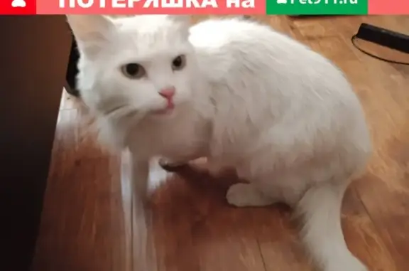 Найден белый кот на пр-те Фрунзе 20