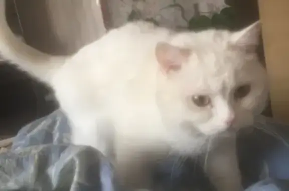 Кошки потеряшки, Саранск, фото: Потеряшка кошка в Саранске, Садовая ул. 105