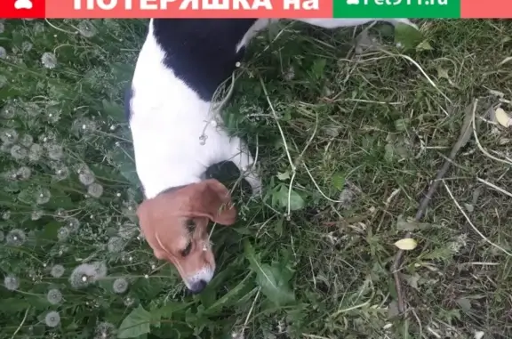 Найдена собака на Штурманской 16 в СПб
