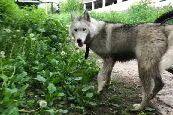 Найдена игривая собака в Поведниках, Московская область