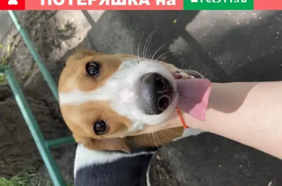 Найдена собака на Сумском проезде, Москва