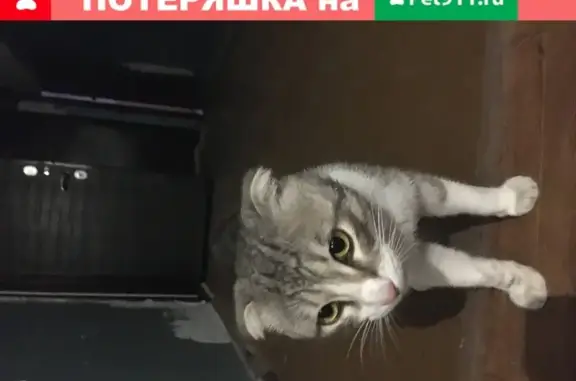 Потерянный кот на Гагарина 2/1 в Нальчике