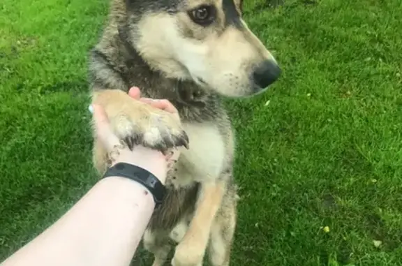 Найдена собака в Кузяево, Московская область