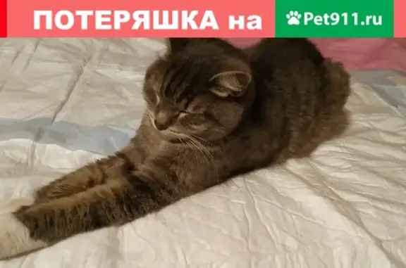 Найдена кошка на ул. Авиационной (м. Московская)