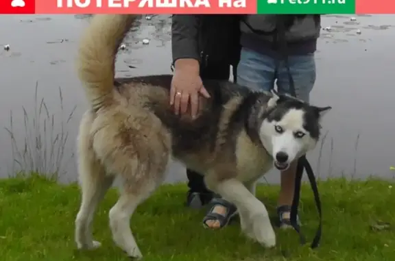 Собаки потеряшки, Калининград, фото: Потеряшка собака Хаски в Зеленоградском городском округе