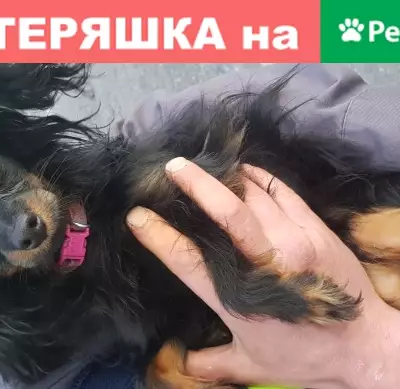 Собака без одного глаза найдена в Рощино, Ленобласть
