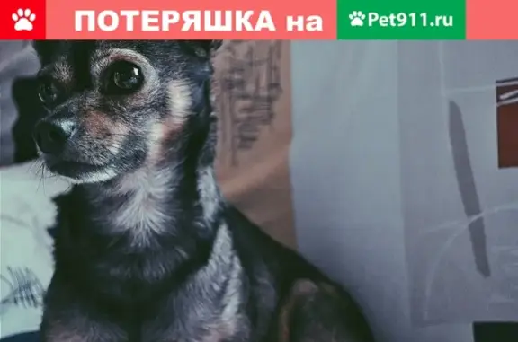 Пропала собака в Ломоносовском р-не, помогите найти!