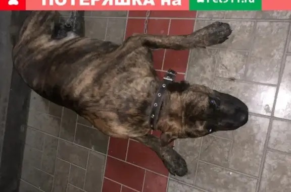 Собака Тигрового окраса найдена в Владикавказе на улице Пожарского, 4.
