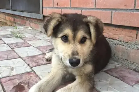 Найден щенок в Осиновой Речке, Хабаровский край