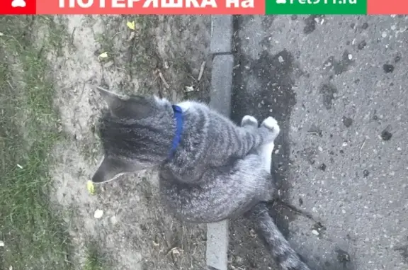 Найдена кошка возле поликлиники в Пушкино