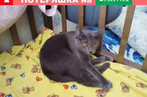 Кошки потеряшки, Павлово, фото: Потеряшка кошка в Павлово, Нижегородская область