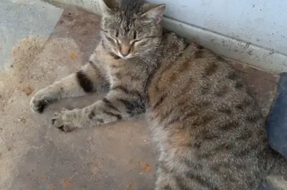 Найдена ручная кошка возле 19 школы на Менделеева