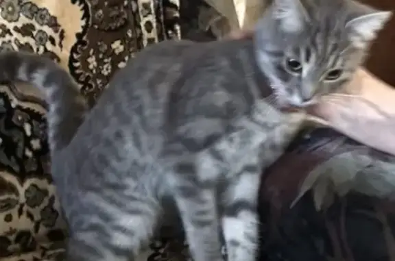 Найден молодой серый котик в Вышнем Волочке