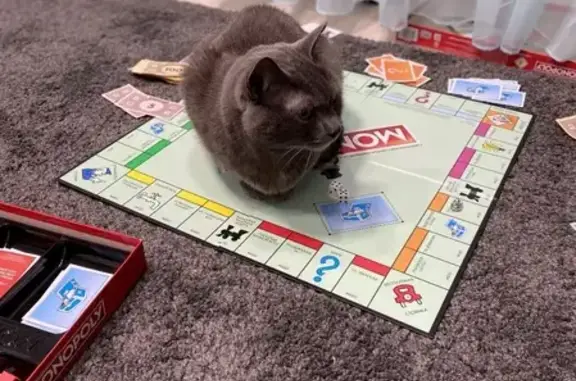 Кошки потеряшки, Екатеринбург, фото: Потеряшка серый кот без породы в районе Втуз, Екатеринбург