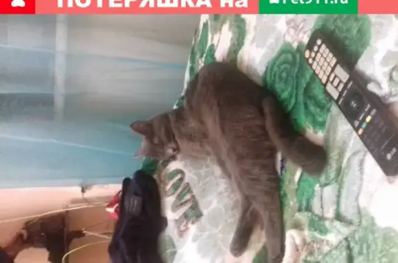 Пропала кошка Мила-Милка в районе Сапун-гора, Севастополь
