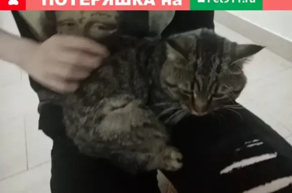 Найден молодой кот на ул. Б. Пастернака, Москва