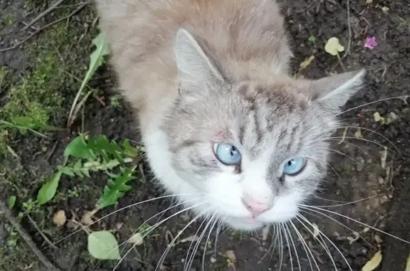 Найдена пушистая кошка на Сиреневом бульваре, Москва