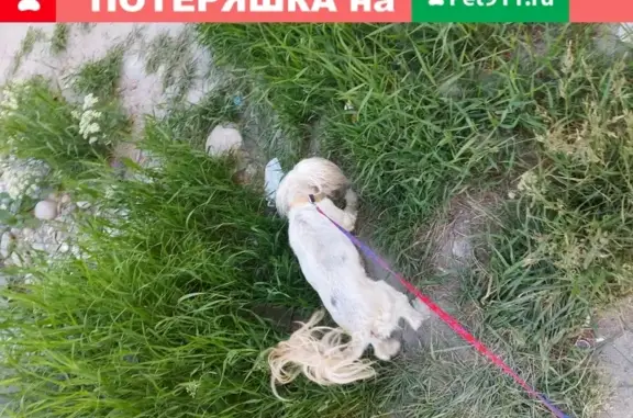 Пропала собака Гарик, ул. Горького 47, Ипатово